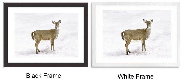 Deer In Winter Framed Print